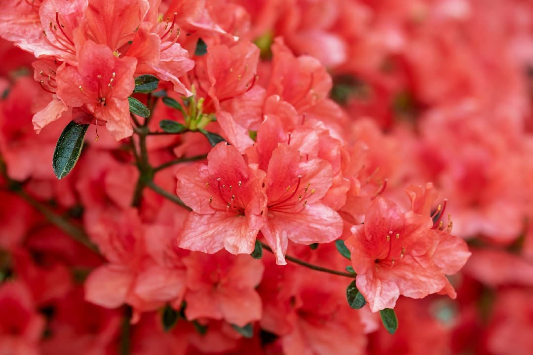 Featured image for article: Buransh (Rhododendron): The Complete Cultural & Botanical Guide 2024